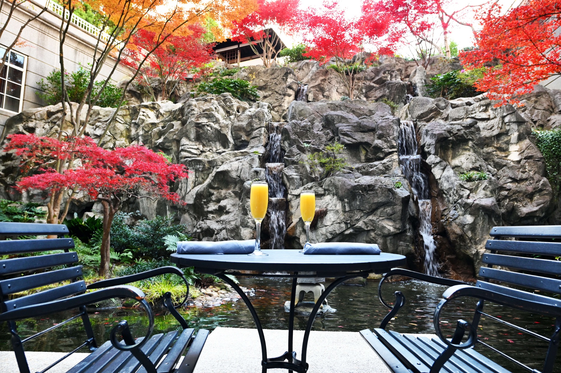 Champagne toast at the Japanese garden waterfall with red maple trees